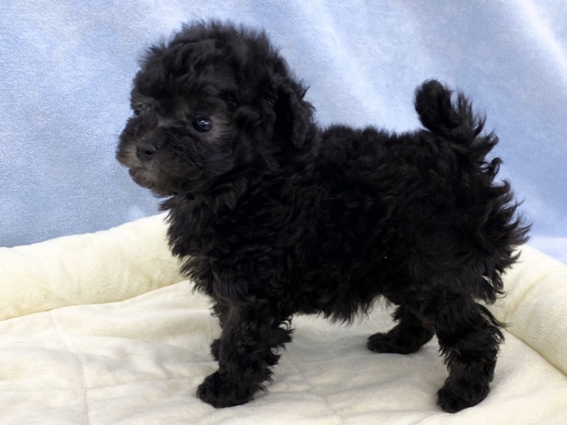 現在660gスクスク成長中❤︎成犬で2.5kg前後を予想しています。 | トイ・プードル （311990） - 港北ニュータウン店