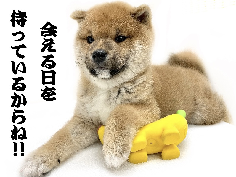 高井戸店では、お迎え後も柴ちゃんとご家族のサポートを致します！ | 柴犬 （130292） - 高井戸店