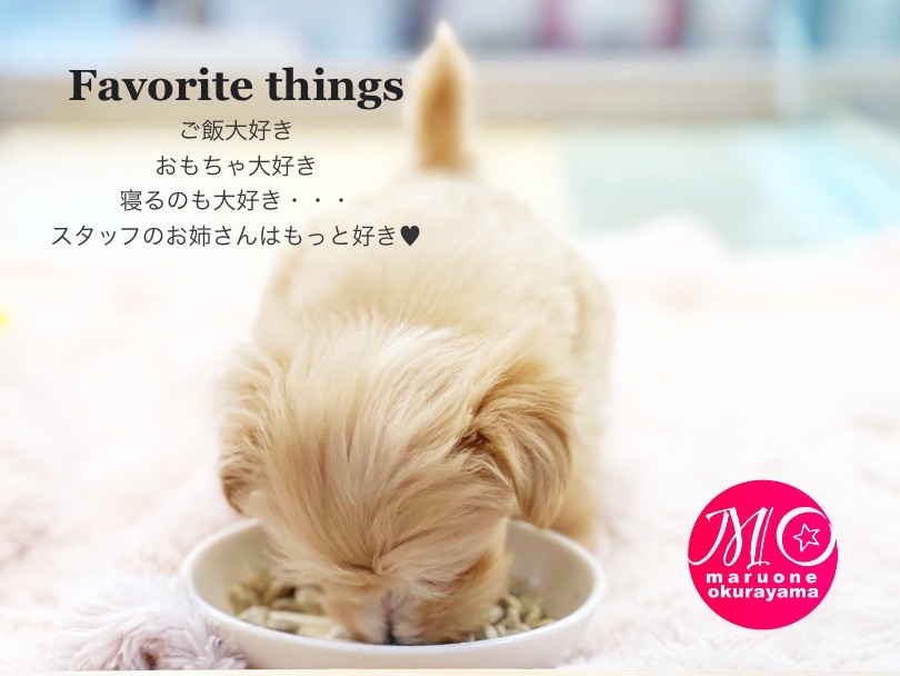 マルプーくんはご飯だけでなくおもちゃやお隣りのお友達とも仲良くガラス越しで遊んでいます♪ | MIX マルプー (6130991) - 大倉山店