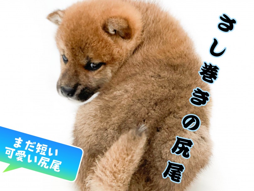 赤柴ちゃんはどんな尻尾をしているかな？ | 柴犬 （150163） - 東川口店