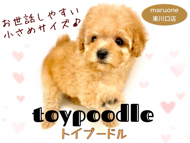 【 トイプードル 】お子様もお世話しやすい小さめタイニー系アプリコットプードル！