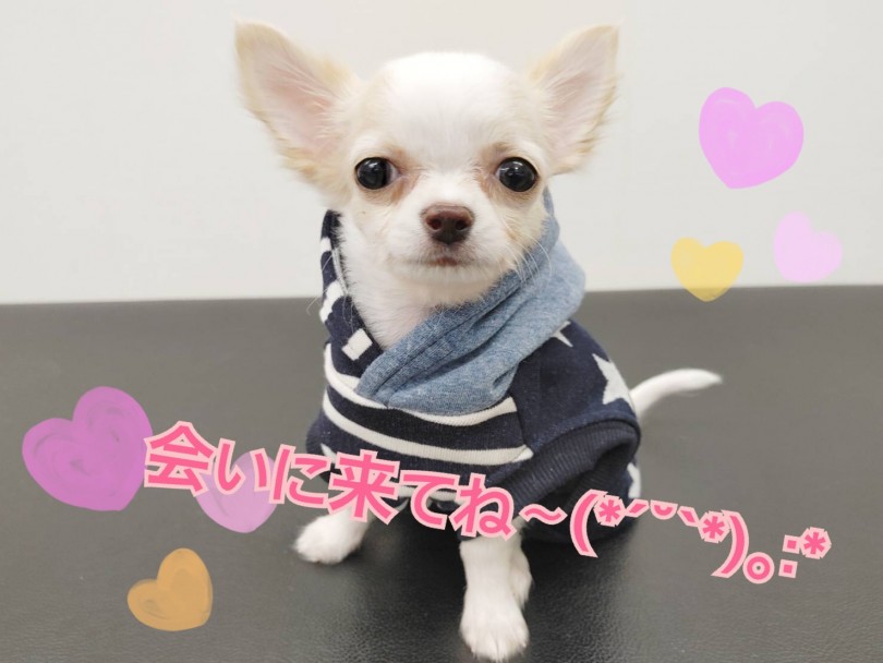 この子の魅力を是非会って実感してみてください♪ | チワワ （512702） - 本羽田店