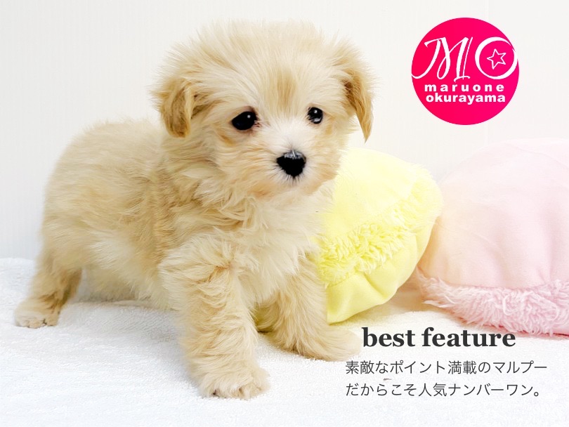 最近MIX犬は大大大人気の犬種です! | MIX マルプー (6130991) - 大倉山店