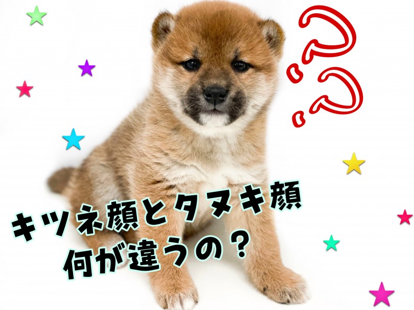 たぬき顔って何？たぬき顔とキツネ顔の違いは？ | 柴犬 （150163） - 東川口店