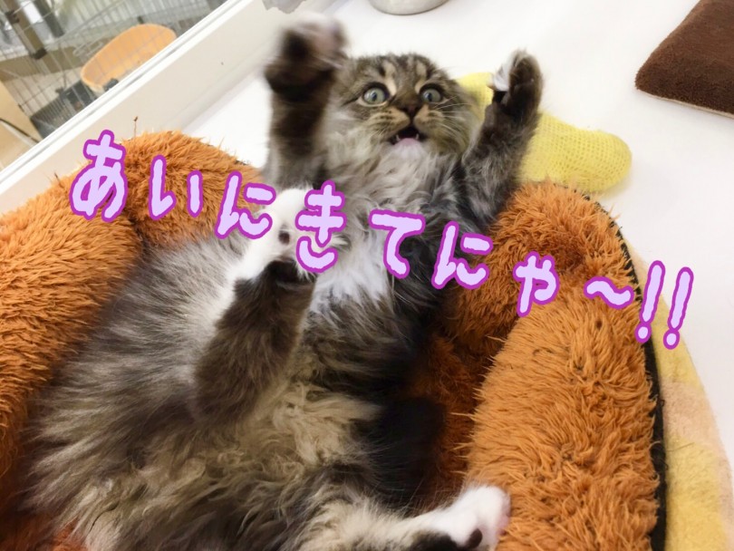 この子に少しでも心が動いたら是非早めのご来店をお待ちしております♪ | ラガマフィン （512703） - 本羽田店