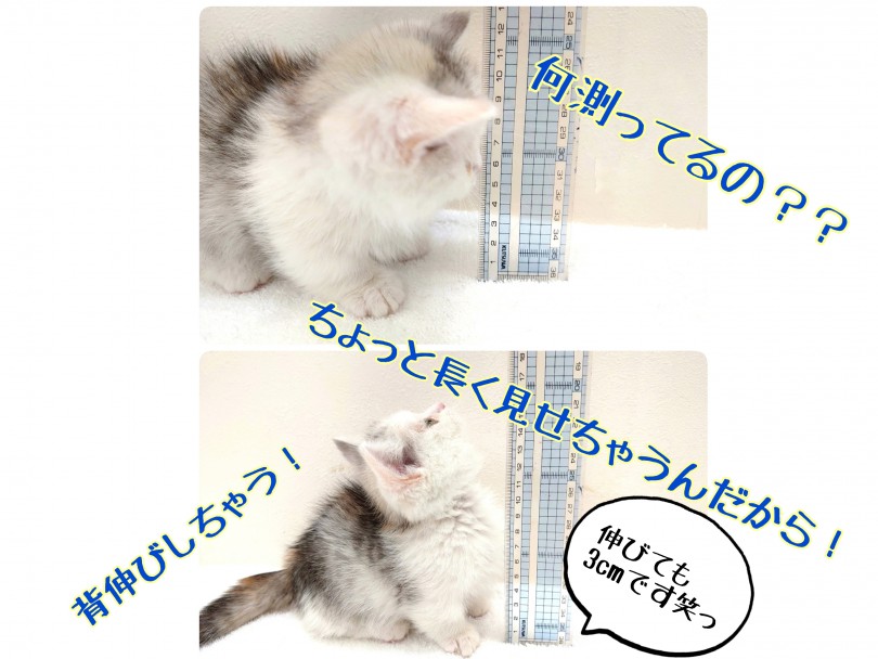 衝撃！3cmしかない短い手足は貴重なのだ！ | ミヌエット （130290） - 高井戸店