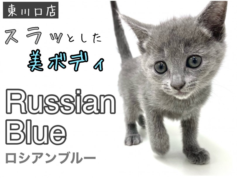 【 ロシアンブルー 】アッシュブルーの美しい被毛！スレンダーにゃんこ登場！