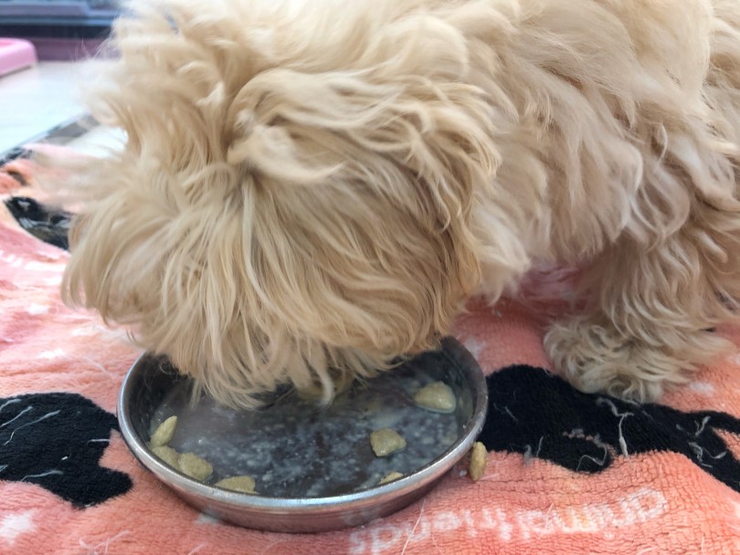 子犬のご飯は1日何回？ | MIX ペキプー （119260） - 梅島店