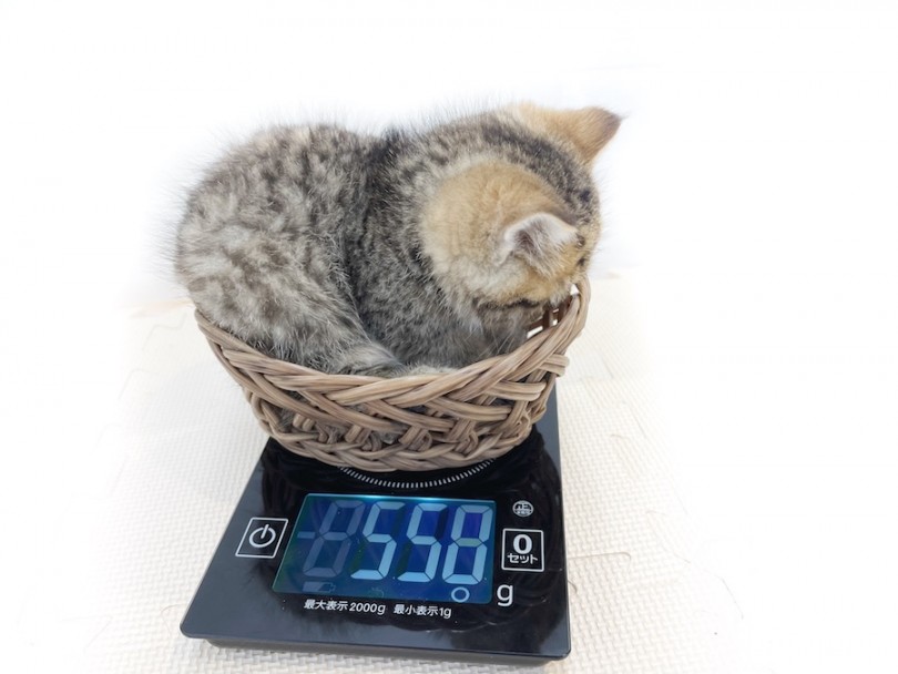 成猫時には5kg前後になり、今以上にむっちりボディになります（笑） | マンチカン （814659） - 相模大塚店