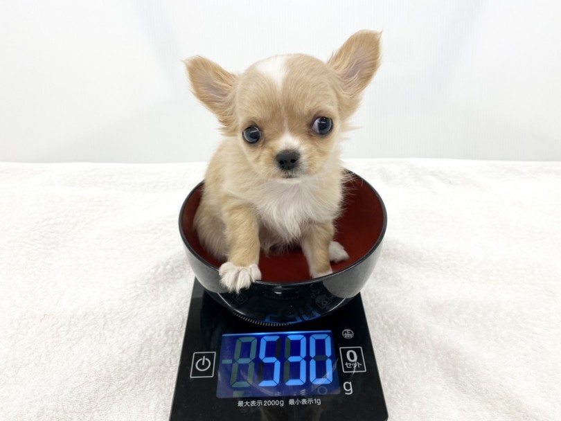 生後3ヵ月で体重は530g | チワワ （118522） - 城山店