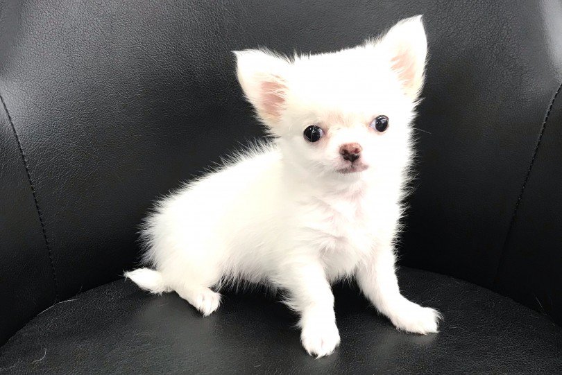 成犬予想2kg！女性でも軽々抱っこ出来る小さめボディ！ | チワワ （119265） - 梅島店