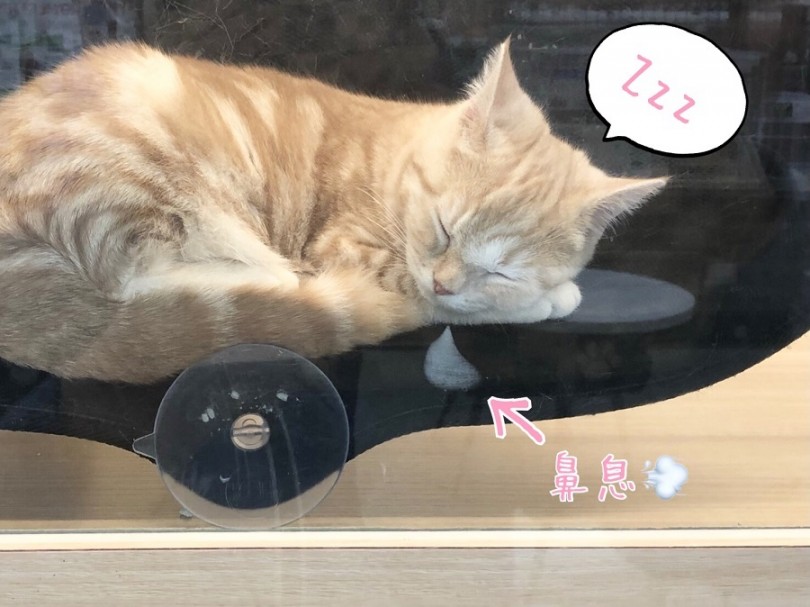 お気に入りはWindow bed | マンチカン （311967） - 港北ニュータウン店