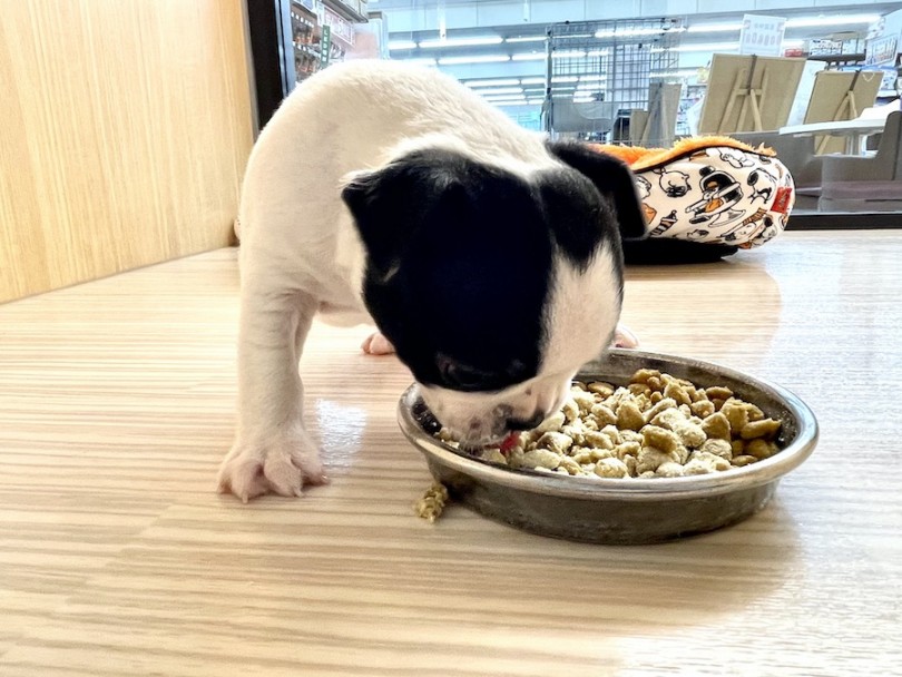 理想的な引き締まったボディを作り上げるには毎日の栄養価が高い食事が必要不可欠 | ボストンテリア （814656） - 相模大塚店