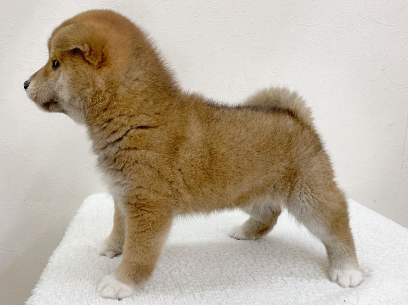 子犬ちゃんならでは！むっちりかわいいボディ！ | 柴犬 （116522） - 下丸子店