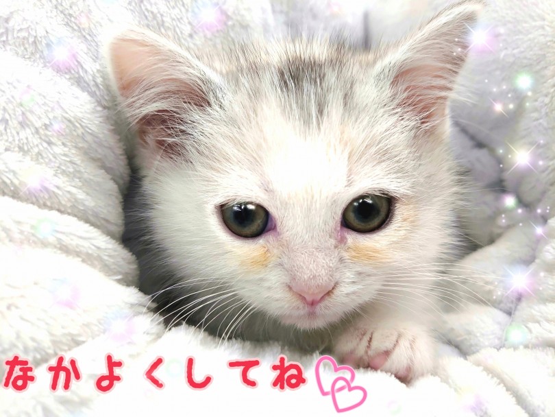 まんまるにゃんこのミヌちゃんは日々の疲れや悩みをそっと吹き飛ばしてくれること間違いなしです♪ | ミヌエット （130290） - 高井戸店