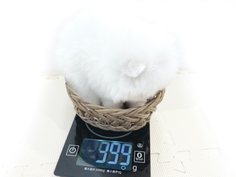 成犬時には3kg前後を予想 | ポメラニアン （814657） - 相模大塚店
