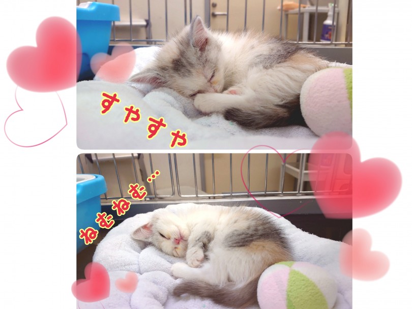 ひとり時間も大事！留守がちなお家でも大丈夫！ | ミヌエット （130290） - 高井戸店