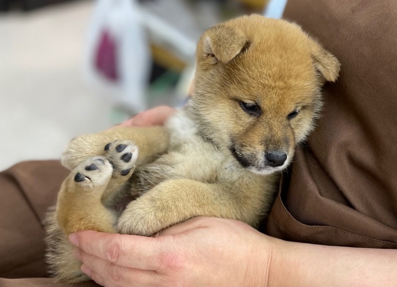 鎌ヶ谷店のマイペースで甘えん坊の柴くんとワンコライフ始めてみませんか？ | 柴犬 （117298） - 鎌ヶ谷店