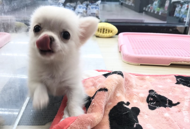 子犬のしつけはいつから？ | チワワ （119265） - 梅島店