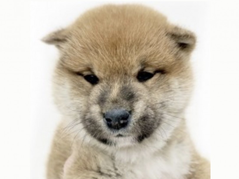 お目めが埋まってしまう程の柴もち？ | 柴犬 （130292） - 高井戸店