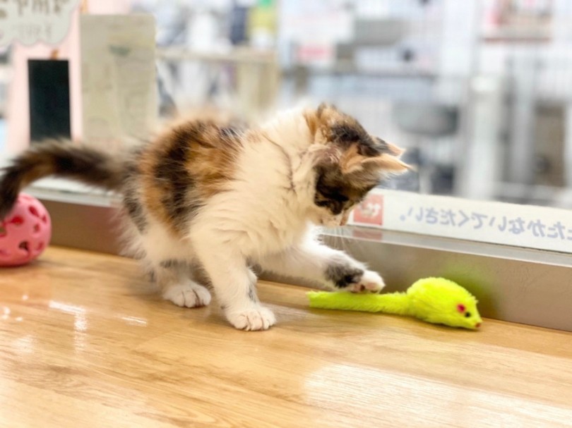 ワンコさんのようなネコさん | メインクーン （311988） - 港北ニュータウン店