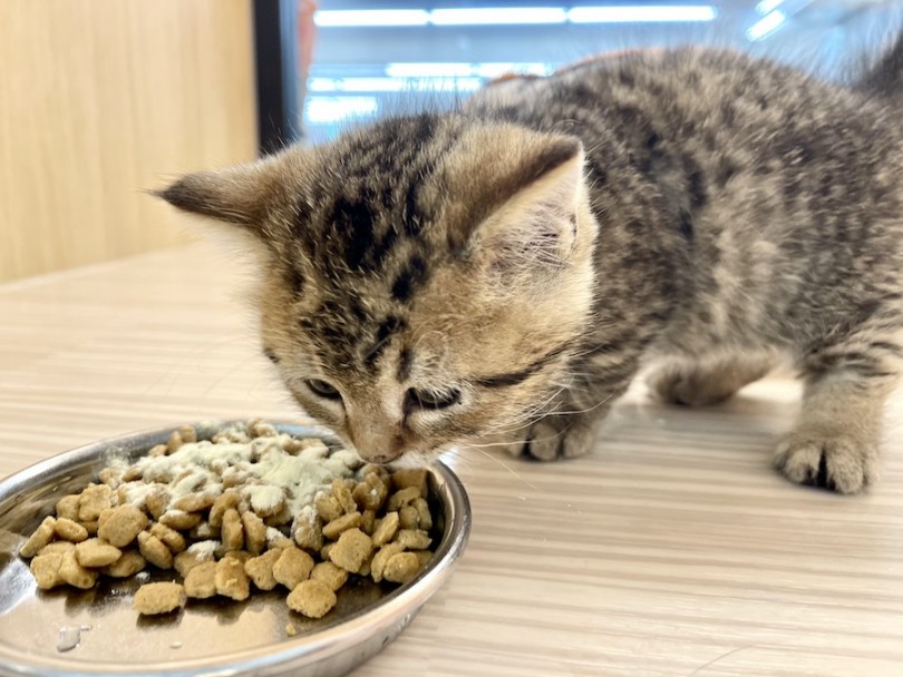 ご飯のあげ方＆子猫を迎える際のチェックポイント | マンチカン （814659） - 相模大塚店