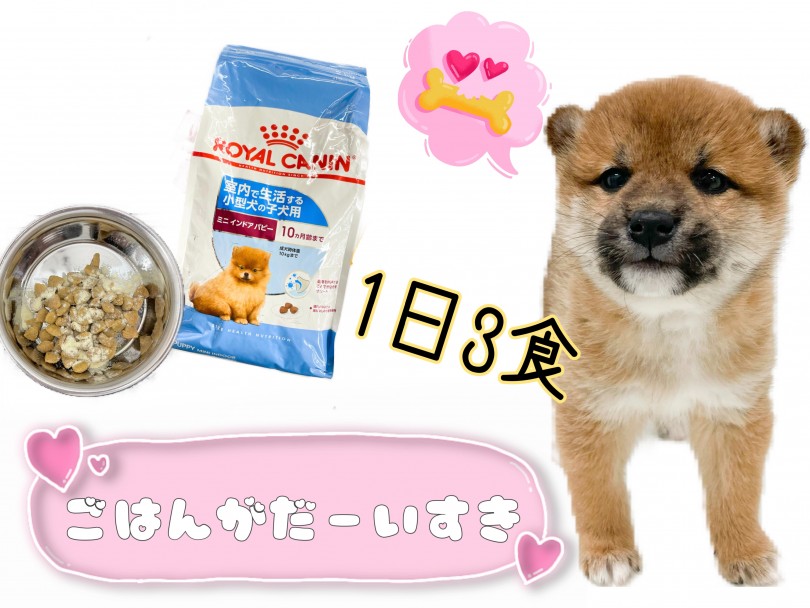 仔犬の柴犬ちゃんはカリカリ(ドライフード)の餌をふやかして食べています！ | 柴犬 （150163） - 東川口店