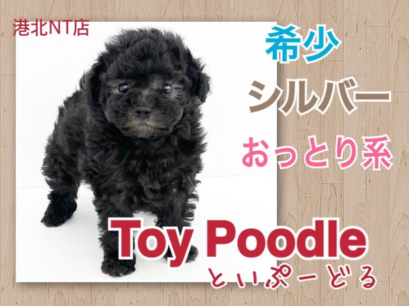 【 トイプードル 】小さくてもスタイリッシュ！シルバープードル！