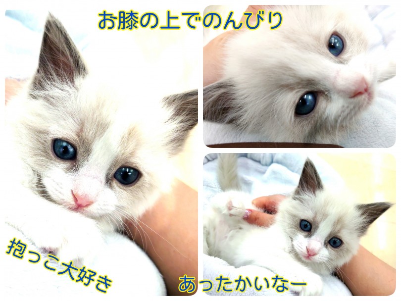 初心者にもオススメ！抱っこ大好きで穏やかなあまえんぼちゃん！ | ラグドール （130293） - 高井戸店