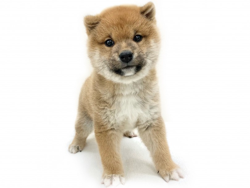 むっちり感がたまらない♡大人気の日本犬！ | 柴犬 （130292） - 高井戸店