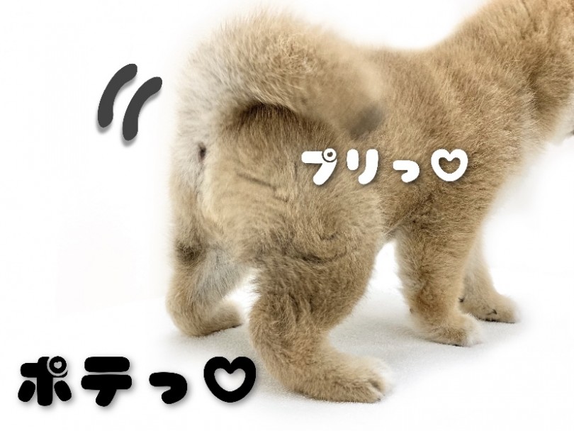 離したくない！むっちむちボディ！ | 柴犬 （130292） - 高井戸店