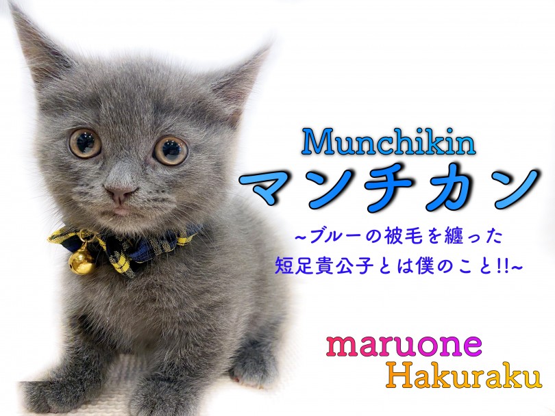 【 マンチカン 】ブルーの被毛を纏った短足の貴公子！必要グッズもご紹介！