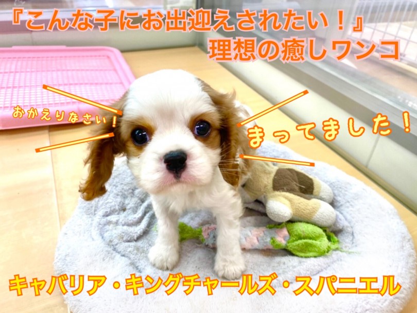 【 キャバリア 】『こんな子にお出迎えされたい』と思わせる理想の癒し犬