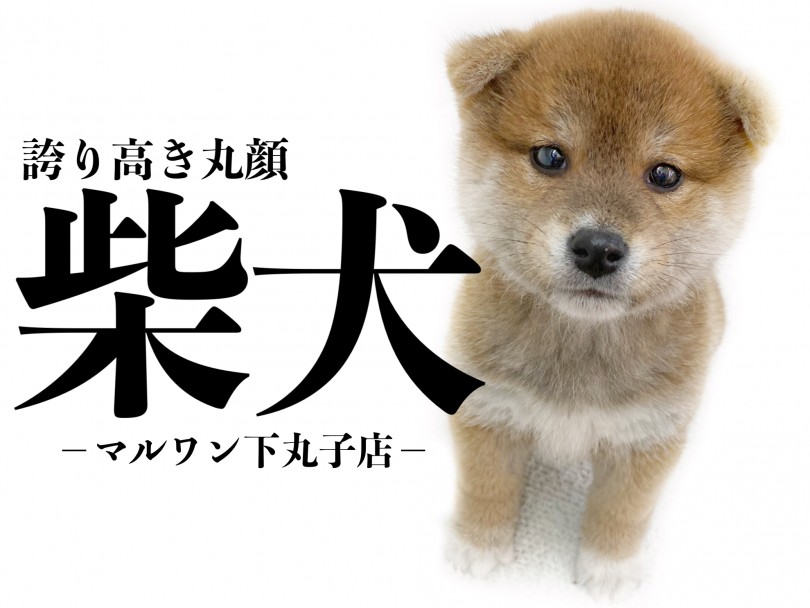 【 柴犬 】柴犬ライフはこの子で決まり！まるっこいの見た目の子犬ちゃん登場！