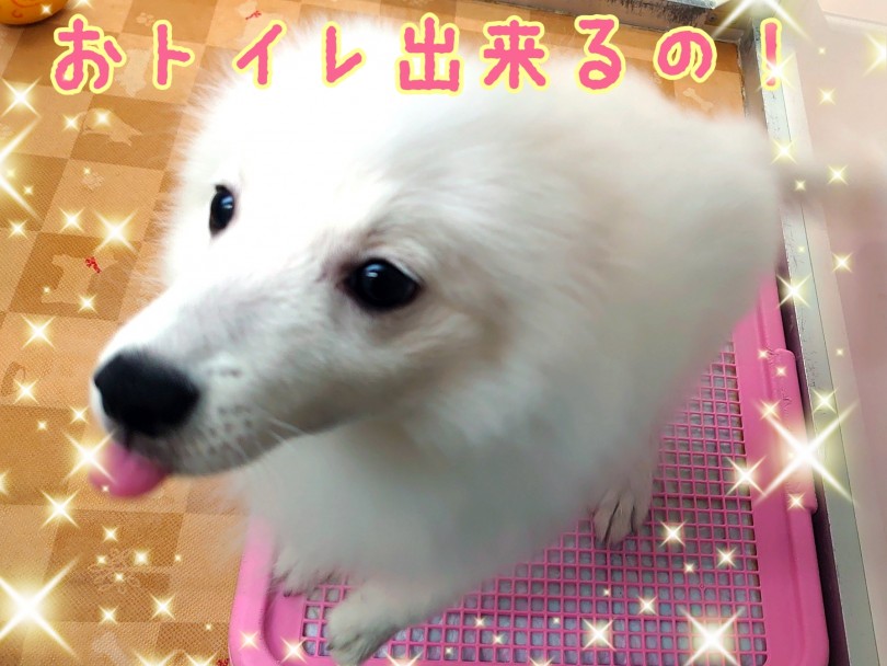 おトイレ完璧！綺麗好き選手権No.1！ | スピッツ （130282） - 高井戸店