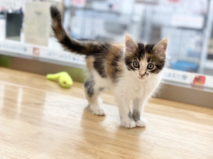成猫時には4.0〜8.0kgと予想しています | メインクーン （311988） - 港北ニュータウン店
