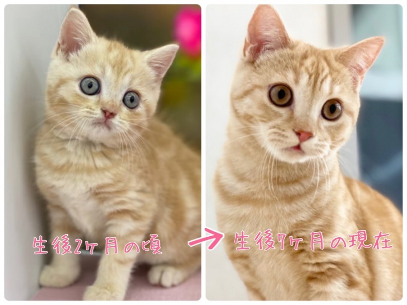 港北NT店のマンチカンちゃんは、お目々が印象的な女の子 | マンチカン （311967） - 港北ニュータウン店
