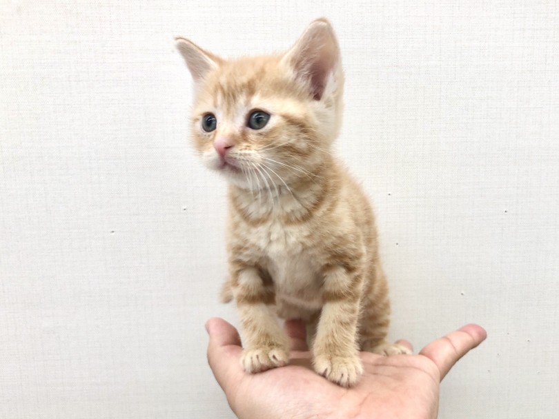 手のひらに乗っけるとその小ささがよく分かります | スコティッシュフォールド （512708） - 本羽田店