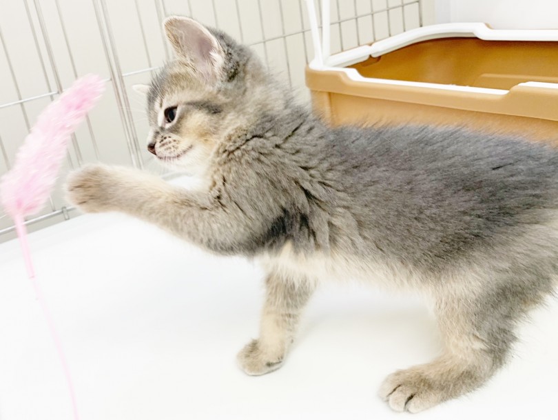 ぜひ一度、その目で見て触れてみてください！ | ソマリ （014358） - 東日暮里店