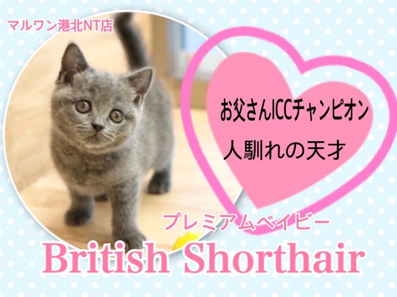 【 ブリティッシュショートヘア 】パパはチャンピオン！青が綺麗なまん丸な女の子！