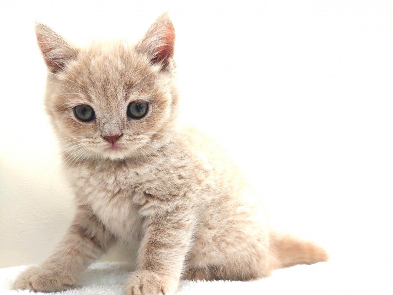 実は飼いやすいにゃんこ四天王！ | ブリティッシュショートヘア （130286） - 高井戸店