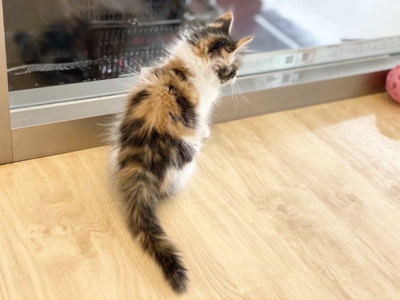 キャリコ（三毛猫）って女の子だけのカラーリングだと言うことをご存知ですか？ | メインクーン （311988） - 港北ニュータウン店