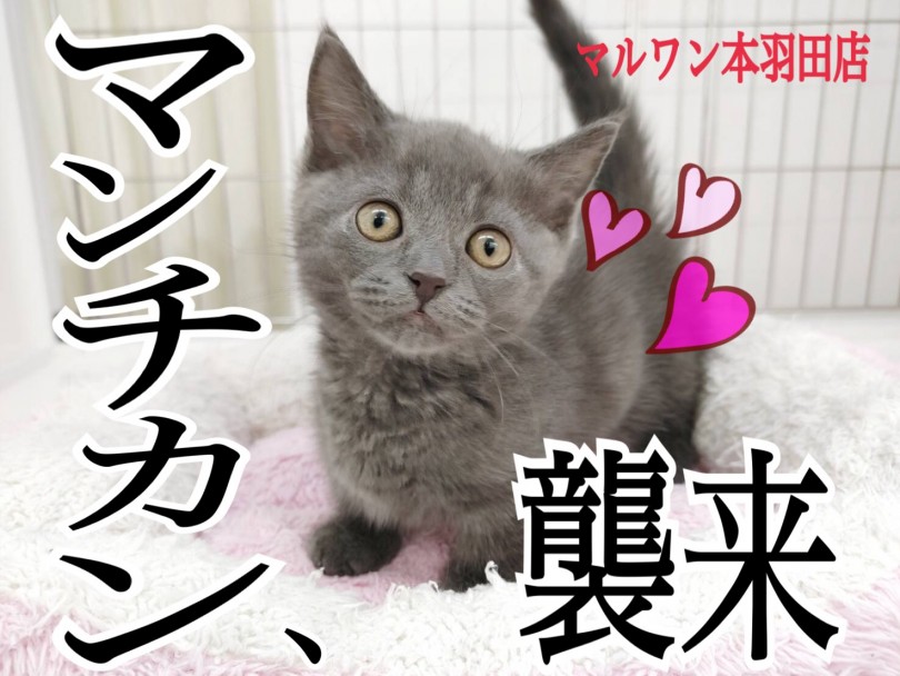 【 マンチカン 】にゃんだ！？この可愛さは！短足ブルーマンチカンを見逃すな！