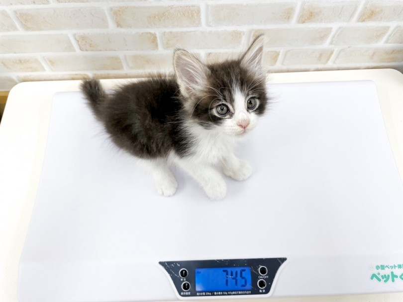 大型種ならでは時間をかけてゆっくり成長していきます！ | ノルウェージャンフォレストキャット （713758） - 鶴見店