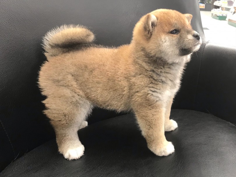 筋肉質でがっしりした骨格は柴犬本来の姿！ | 柴犬 （119267） - 梅島店