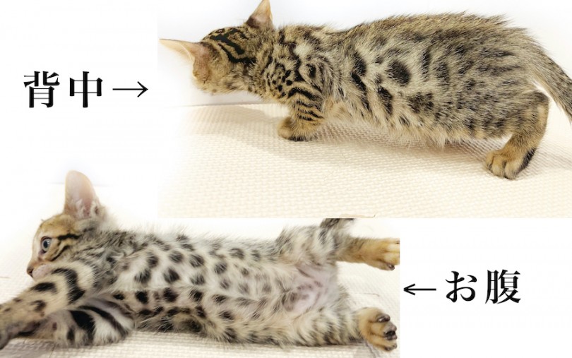 ベンガルちゃんの美しいヒョウ柄模様を徹底解説! | ベンガル (11807) - 横浜 白楽店