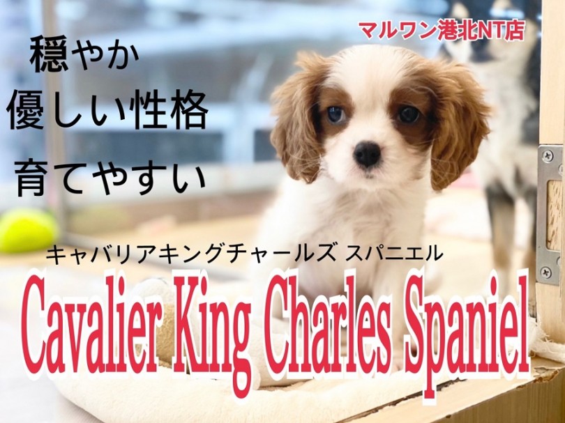 【 キャバリア 】イギリス王室で愛された名犬種・ブレンハイムの男の子！