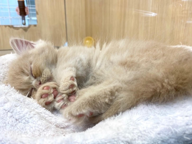 日に日に無防備な寝顔を披露してくれるマンチカンちゃん♡ | マンチカン （120352） - 今宿店