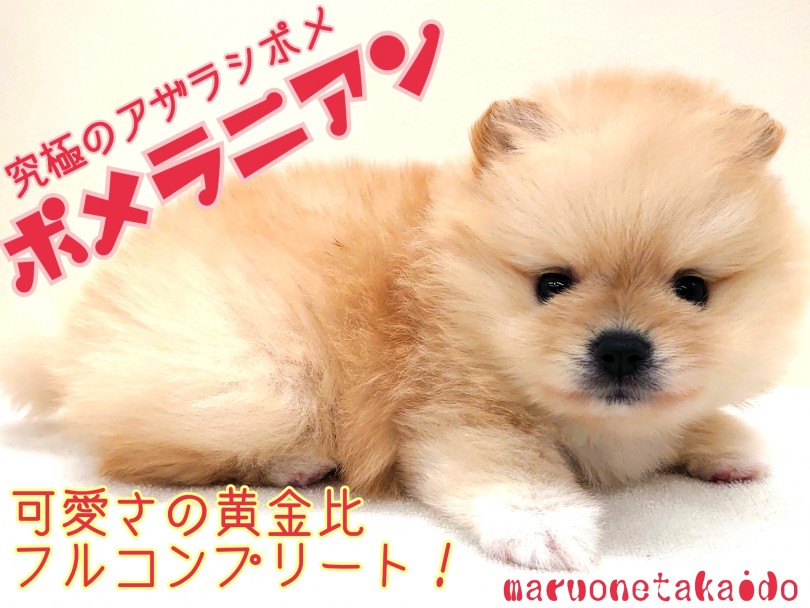 【 ポメラニアン 】可愛い黄金比フルコンプリート！究極のアザラシポメ！