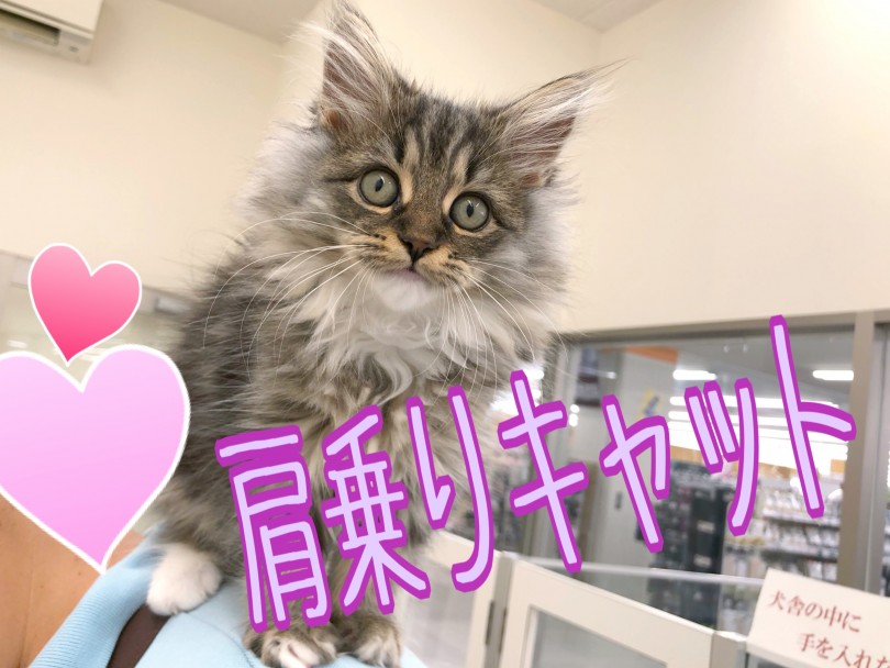 肩に乗れて満足そうなお顔 | ラガマフィン （512703） - 本羽田店